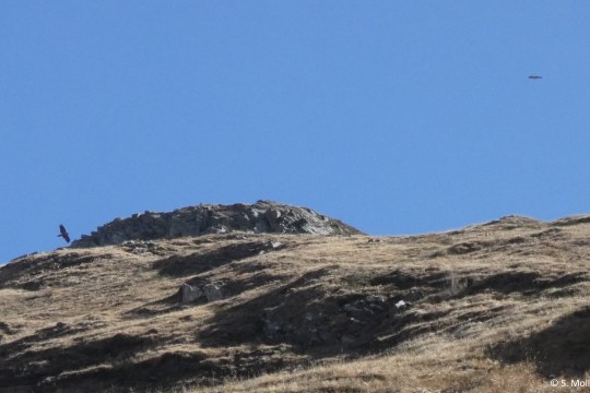 Recka und Nepomuk in den Hohen Tauern