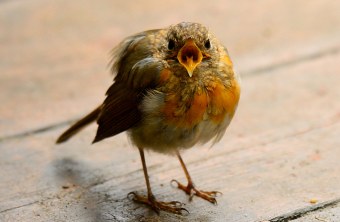 Rotkehlchen-Jungvogel schreit in die Kamera | © Marisa Segadelli