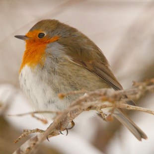 Rotkehlchen im Schnee | ©Monika Graf