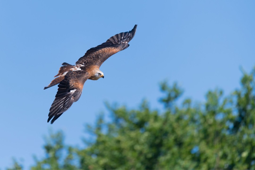 Rotmilan_fliegend | ©  Christoph Bosch