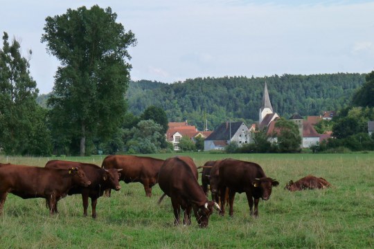 Rotvieh auf einer Wiese in Hohenburg | © Rudi Leitl