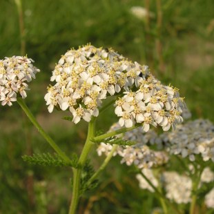 Schafgarbe Achillea millefolium | ©  C Geidel