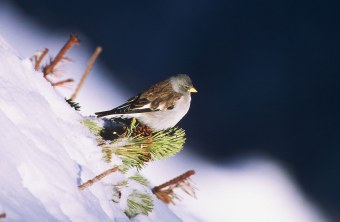 Schneesperling im Schnee | © H.-J. Fünfstück