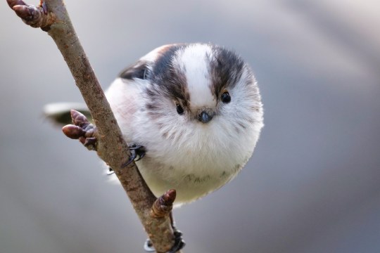 Schwanzmeise sitzt an einem Ast |© Michael Schiebelsberger