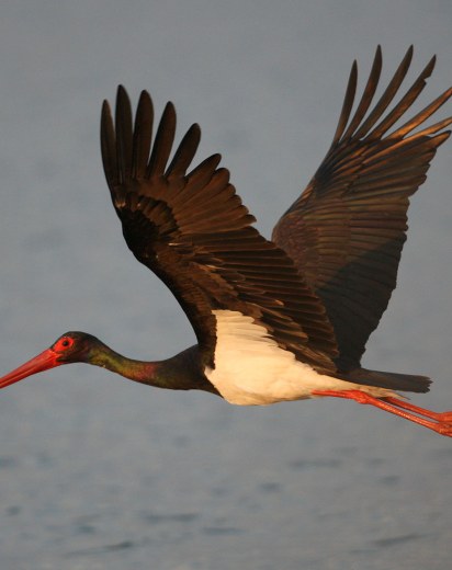 Schwarzstorch im Flug über Wasser | © Zdenek Tunka