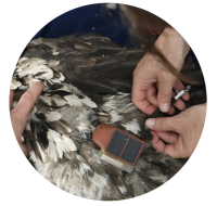 Sender wird an Bartgeier angebracht | © Hansruedi Weyrich