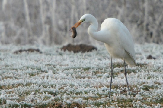 Silberreiher mit Maus im Winter | © Andreas Hartl