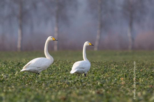 Zwei Singschwäne auf einer Wiese | © Markus Glässel