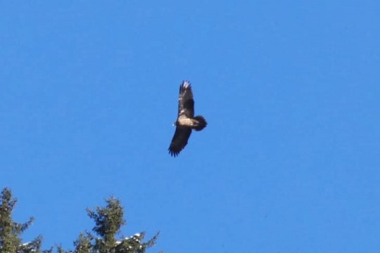 Sisi im Flug |© Silke Moll, LBV