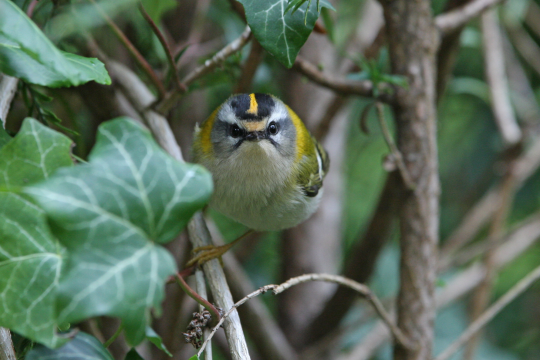 Sommergoldhähnchen am Efeu | © Dr. Christoph Moning