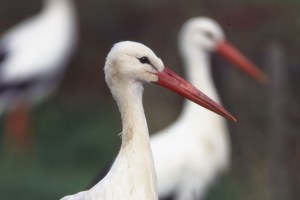 Weißstorch Spörlein Reisen 2 | © Familie Stöcklein
