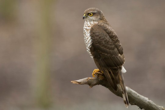 Sperber sitzt auf einem abgebrochenen Ast | © Rosl Rößner