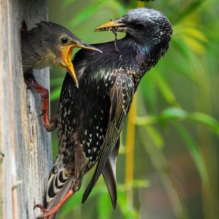 Star füttert Jungvogel am Nistkasten | © Tim Bayer