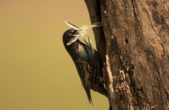 Star hängt an einem Baum und hat Kräuter im Schnabel | © Rosl Rößner