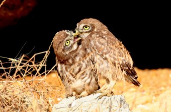 Zwei Steinkäuze auf einem Stein füttern sich | © Zdenek Tunka