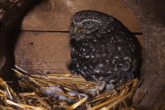 Steinkauz im Nest | © H.-J. Fünfstück