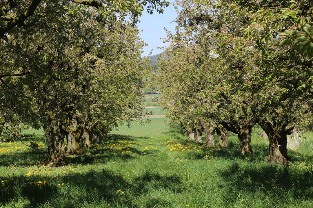 Streuobstwiese | © Peter Bria