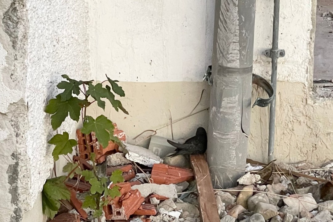 Gefundener junger Mauersegler in Gebäudeecke | © Bettina Schröfl