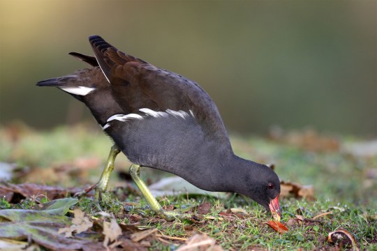 Teichhuhn pickt auf Gras | © Frank Derer