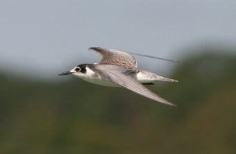 Trauerseeschwalbe im Flug | © Zdenek Tunka