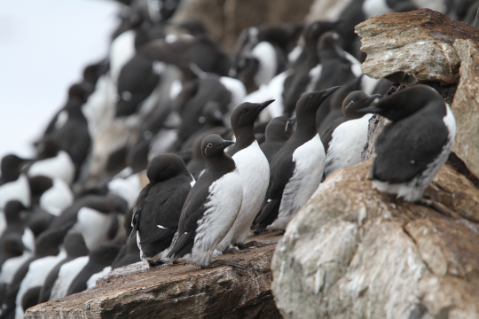Trottellummen-Kolonie auf Felsen | © Dr. Christoph Moning