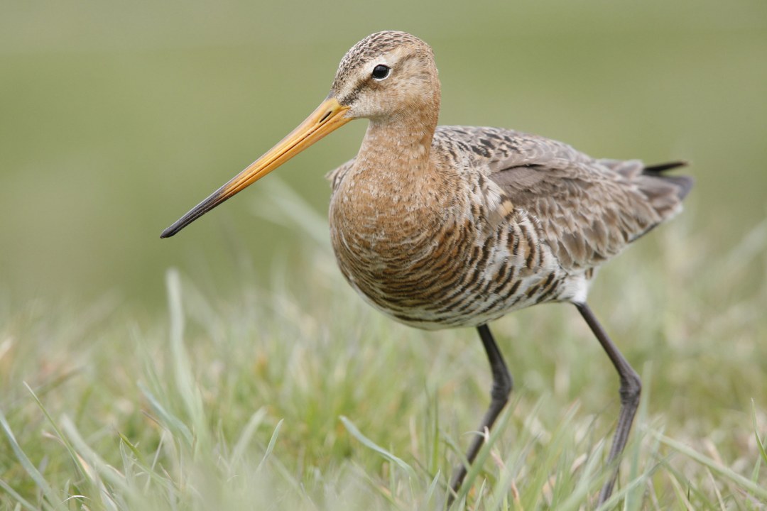 Uferschnepfe steht im kurzen Gras | © Frank Derer