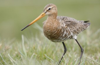 Uferschnepfe steht im kurzen Gras | © Frank Derer