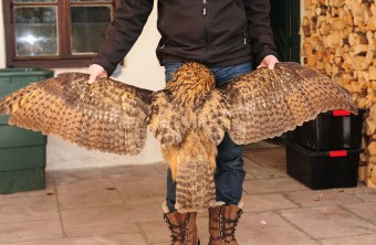 Totfund Uhu-Männchen mit aufgespannten Flügeln | © LBV