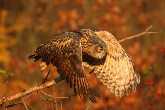 Uhu im Flug | © Zdenek Tunka
