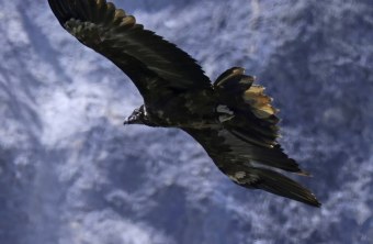 Bartgeier Vinzenz im Flug | © Markus Leitner