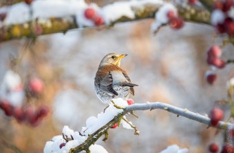 Wacholderdrossel im Schnee | © Stefan Weber