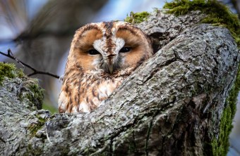 Waldkauz | © Daniel Stellwagen