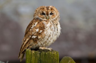 Waldkauz sitzt auf einem Holzzaun vor einem verschwommenen, grauen Hintergrund | © Rosl Rößner