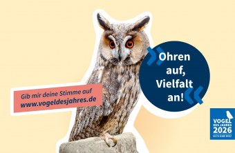 Eine Waldohreule sitzt auf einem Felsen, umgeben von Text, der zur Wahl des Vogels des Jahres aufruft.