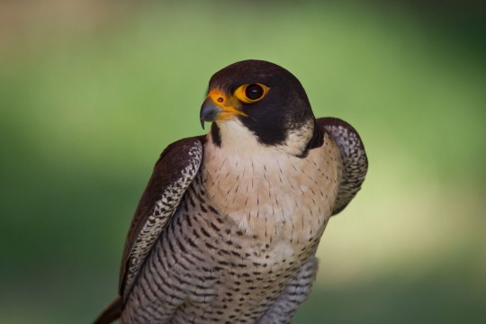 Portrait eines Wanderfalken, er sitzt mit angelegten Flügeln und schaut leicht nach links | © Marcus Bosch