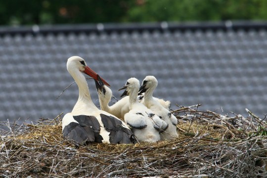 Weißstorch mit drei Jungvögeln, einer bettelt um Futter | © H.-P. Schönecker