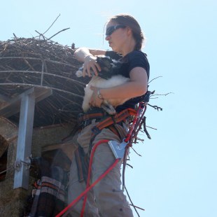 Biologin Helene Röhl holt einen Weißstorch für die Besenderung aus dem Nest | © Anne Schneider