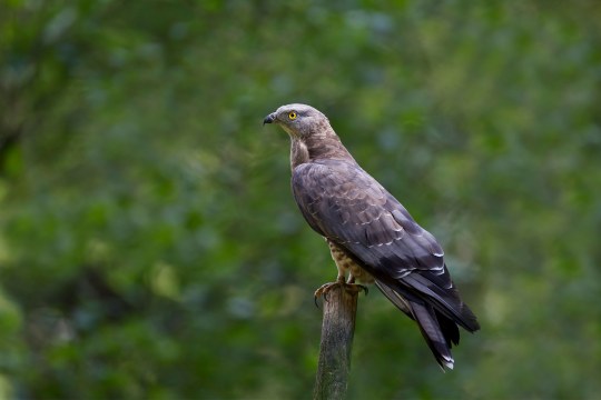 Wespenbussard sitzt auf Baumstumpf, blickt nach links | © Marcus Bosch