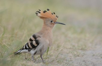 Wiedehopf steht auf einer Wiese | © Herbert Henderkes