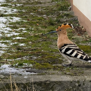 Wiedehopf | © Yvonne Ruppert