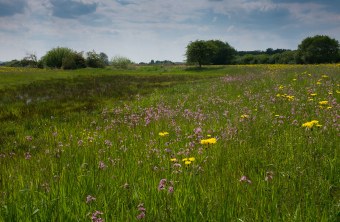 Bunte Blumenwiese ist ein Wiesenbrütergebiet | © Wolfgang Lorenz