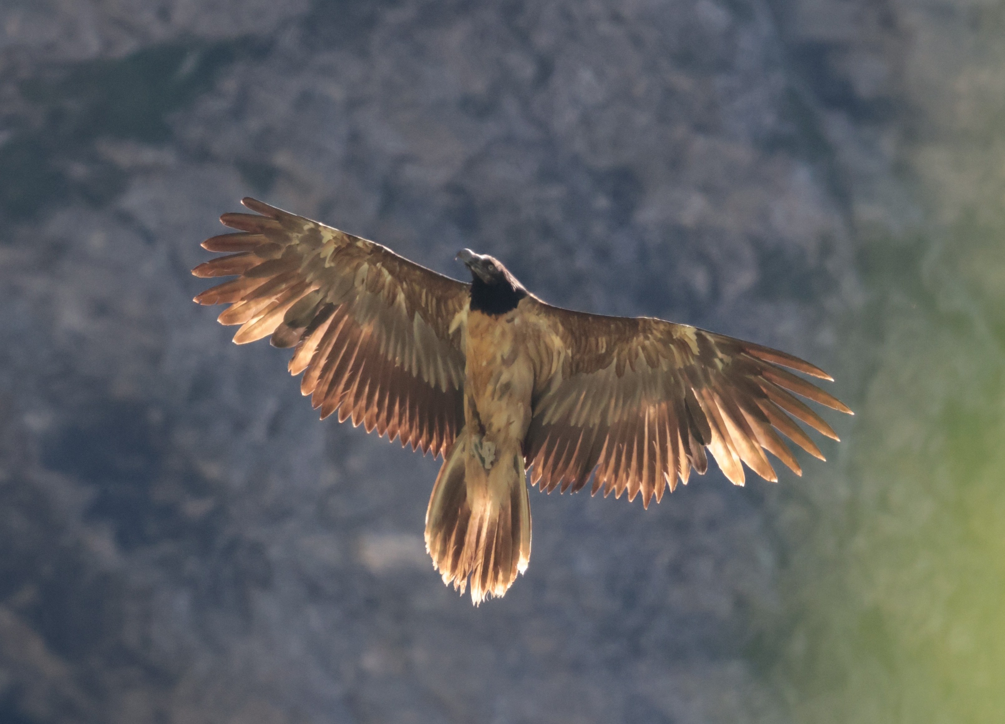 Wildvogel im Flug | © Cara Schweiger