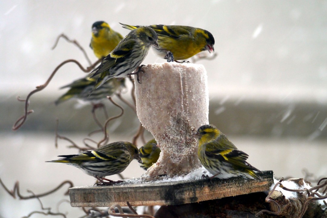 Sieben Erlenzeisige an einem Futterkuchen, es schneit | © Ernst Meier