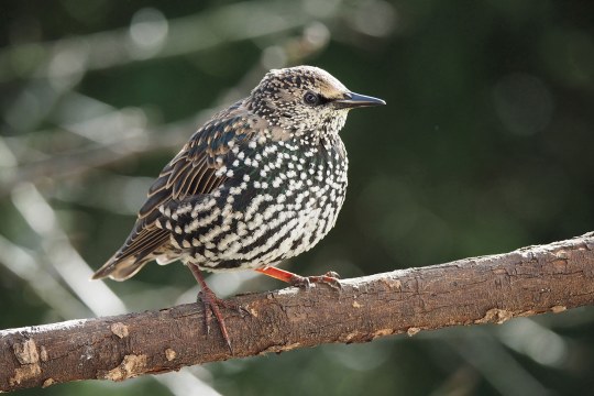 Star auf einem Ast | © Reinhold Liebert