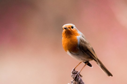 Rotkehlchen | © Matthias Schmidt