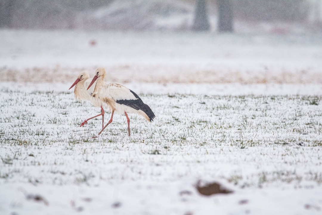 Weißstörche im Schnee | © Michelle Gutjahr
