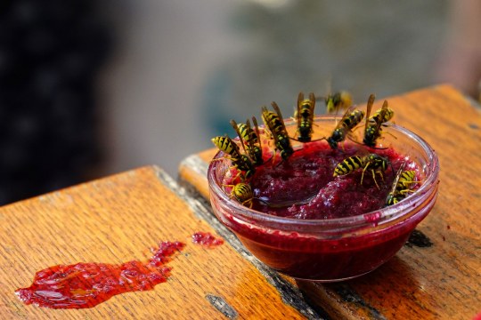 Vier Wespen sitzen an einem Marmeladenschälchen | © Nikolas Dörfler