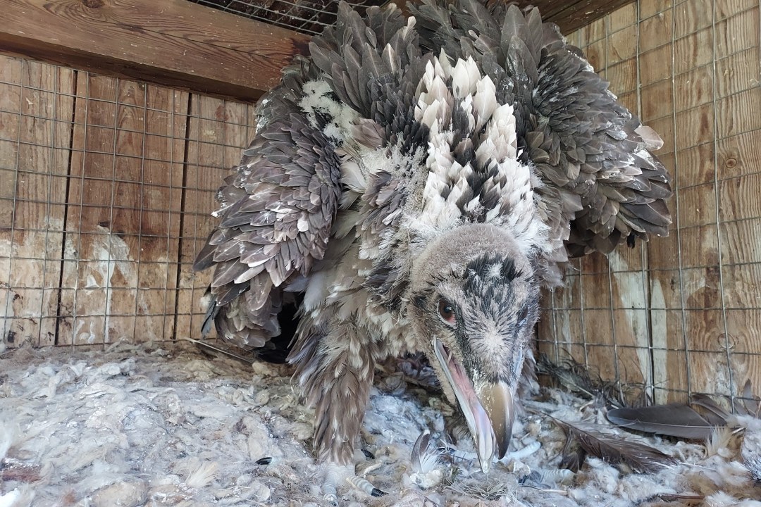 Bartgeier Mädchen "1147" bekommt einen Namen | © Pakillo Rodriguez, Guadalentin, Junta de Andalucia