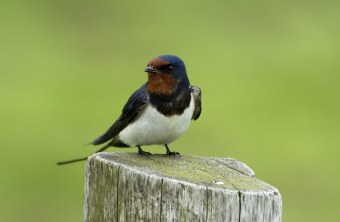 Eine Rauchschwalbe sitzt auf einem Holzpfahl | © Manfred Waldhier