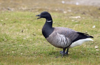 Ringelgans ruft stehend auf grünem Boden | © Frank Derer